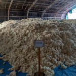 Cotton1